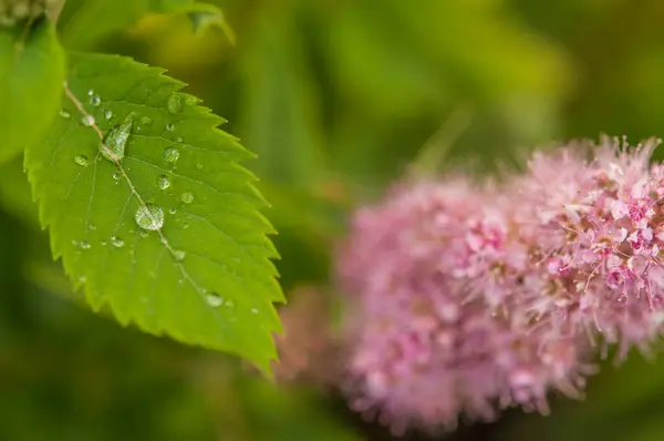 Beautiful Large Drop Morning Dew Nature Selective Focus Drops Clean — Stock Photo, Image