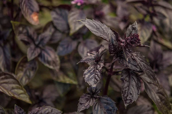 Basil Garden Bed Young Purple Basil Bush Grows Garden Spicy — стоковое фото