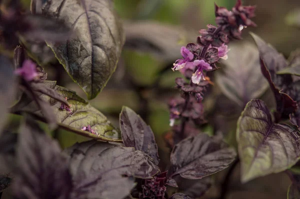 Basil Garden Bed Young Purple Basil Bush Grows Garden Spicy — стоковое фото