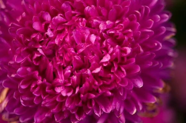 Close Bright Purple Violet Lilac Dahlia Bloom Formal Decorative Type — Foto Stock