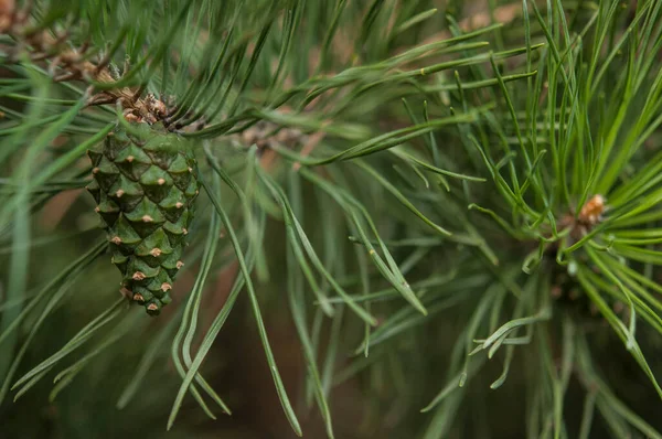 Pine Needle Big Dewdrops Rain Nature Background — Φωτογραφία Αρχείου