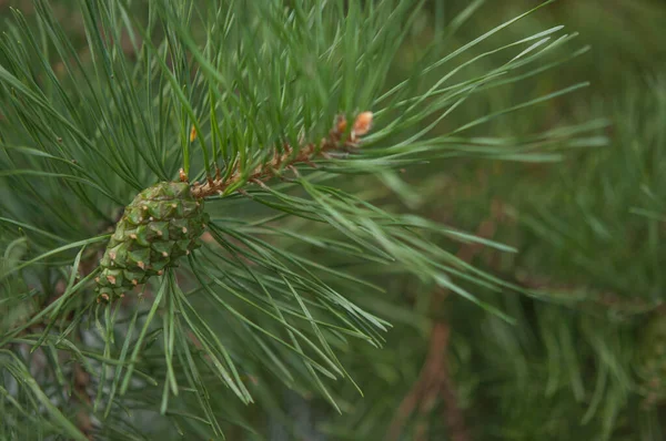 Pine Needle Big Dewdrops Rain Nature Background — Stockfoto