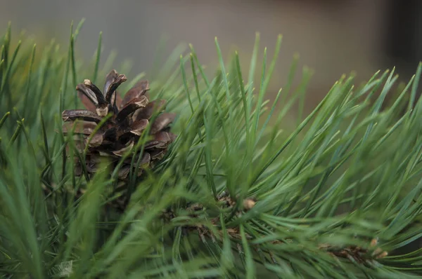 Pine Needle Big Dewdrops Rain Nature Background — стоковое фото