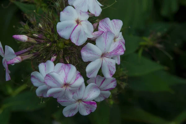 Όμορφη Κήπος Λευκό Λουλούδι Phlox Phlox Paniculata Στον Κήπο — Φωτογραφία Αρχείου