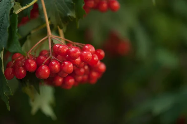 Nahaufnahme Schöner Roter Früchte Von Viburnum Vulgaris Dill Rose Viburnum — Stockfoto