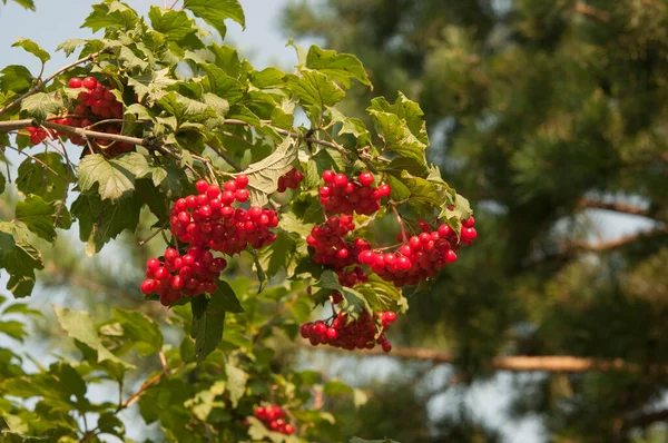 Κοντινό Πλάνο Των Όμορφων Κόκκινων Φρούτων Του Viburnum Vulgaris Guelder — Φωτογραφία Αρχείου