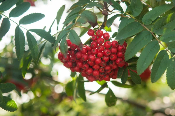 Vogelbeeren Wachsen Einem Schönen Herbsttag Auf Einem Baum — Stockfoto