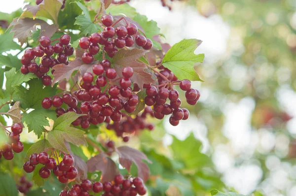 Nahaufnahme Schöner Roter Früchte Von Viburnum Vulgaris Dill Rose Viburnum — Stockfoto