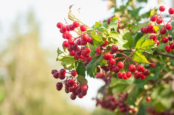 Κοντινό Πλάνο Των Όμορφων Κόκκινων Φρούτων Του Viburnum Vulgaris Guelder — Φωτογραφία Αρχείου