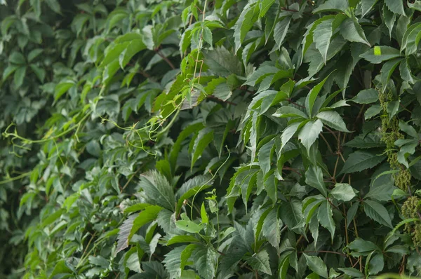 Mur Recouvert Feuilles Vigne Vert Fond Naturel Plante Grimpante Jardinage — Photo