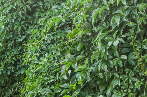 Стена Покрытая Листьями Виноградной Лозы Естественный Фон Альпинистского Растения Вертикальное — стоковое фото
