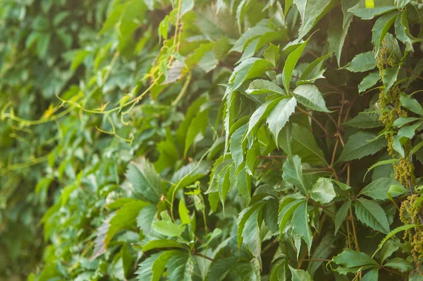 Ściana Pokryta Winoroślą Zielone Liście Naturalne Tło Roślin Wspinaczkowych Pionowe — Zdjęcie stockowe