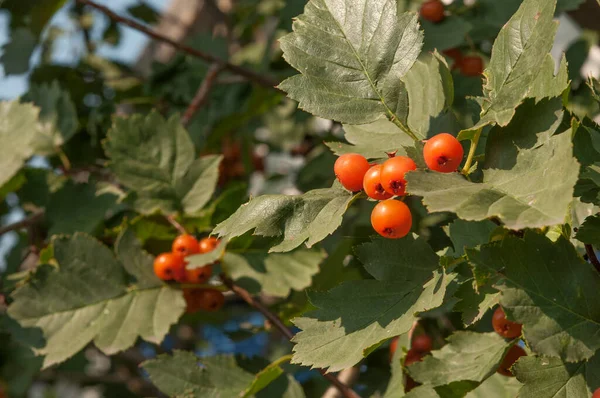 Rote Beeren Herbstgarten Rote Früchte Von Crataegus Monogyna Bekannt Als — Stockfoto