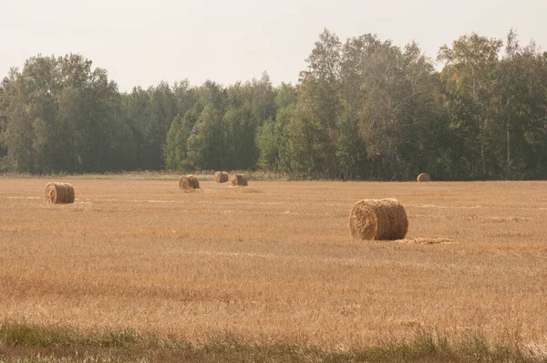 Beautiful Landscape Straw Bales End Summer — Stock Photo, Image
