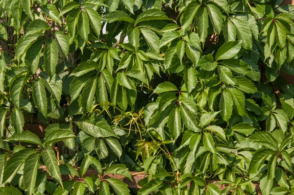 Een Muur Bedekt Met Vine Groene Bladeren Natuurlijke Achtergrond Van — Stockfoto