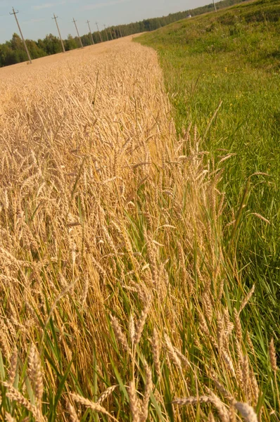 Поле Золотими Вухами Пшениці Спекотний Літній День — стокове фото