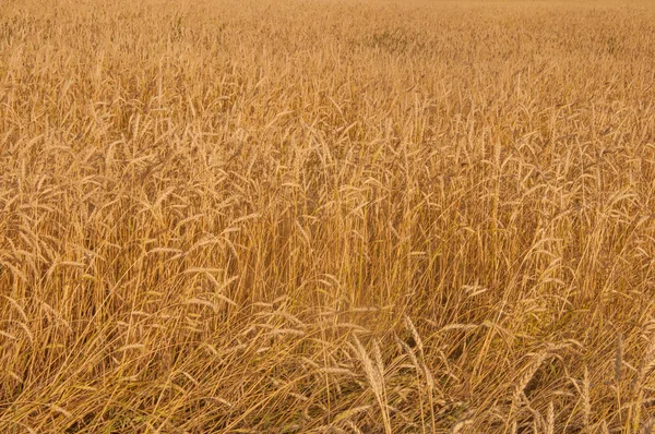 暑い夏の日に黄金の耳を持つ畑 — ストック写真