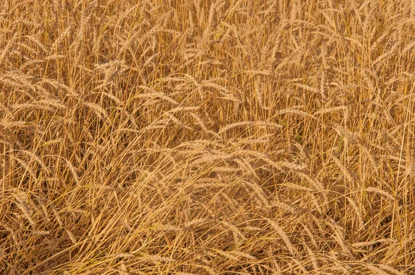 Sıcak Bir Yaz Gününde Altın Buğday Kulaklı Bir Tarla — Stok fotoğraf