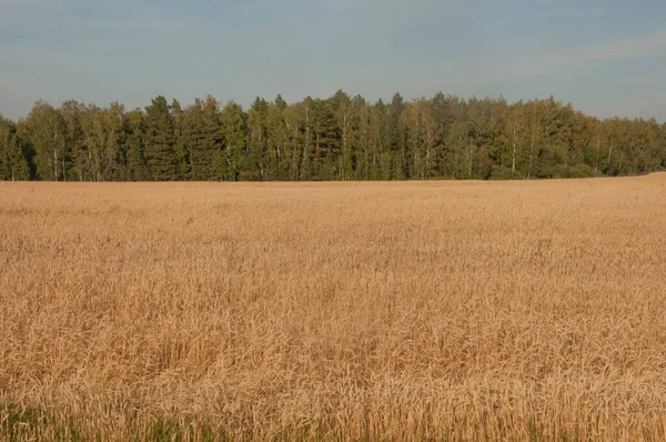 Field Golden Ears Wheat Hot Summer Day — Stock Photo, Image