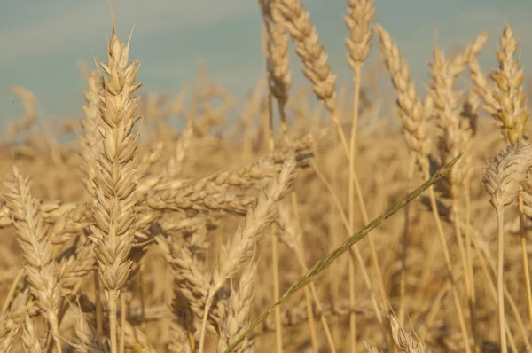 Поле Золотыми Колосьями Пшеницы Жаркий Летний День — стоковое фото
