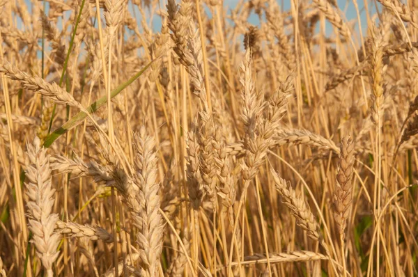 Поле Золотыми Колосьями Пшеницы Жаркий Летний День — стоковое фото
