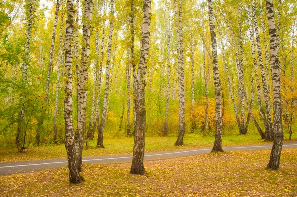 Herbstwälder Natur Lebendiger Morgen Bunten Wald Mit Sonnenstrahlen Durch Äste — Stockfoto
