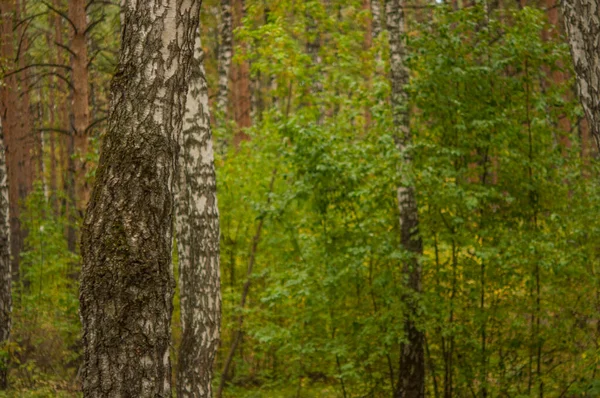 Natura Foresta Autunnale Mattina Vivida Nella Foresta Colorata Con Raggi — Foto Stock