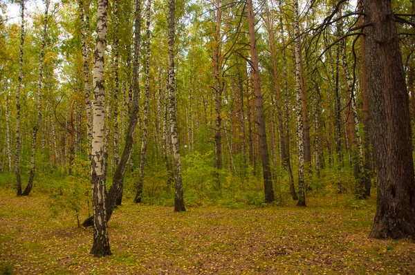 Sonbahar Orman Doğası Renkli Bir Ormanda Canlı Bir Sabah Ağaçların — Stok fotoğraf