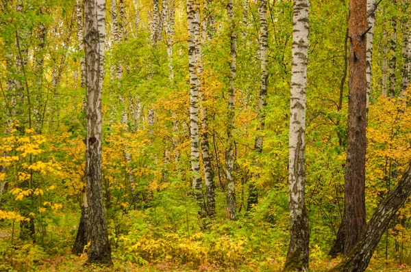 Forêt Automne Nature Matin Vif Dans Une Forêt Colorée Avec — Photo