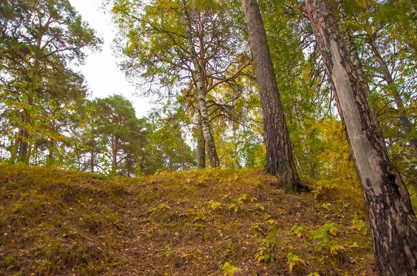 Höstskogsnatur Levande Morgon Färgglad Skog Med Solstrålar Genom Grenar Träd — Stockfoto