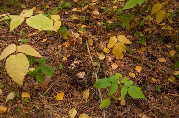 秋の森の中の葉の下の信じられないほどのキノコ 穴に隠された美しいスツール — ストック写真
