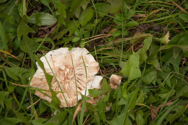 Inedible Mushroom Leaves Autumn Forest Beautiful Toadstool Hid Hole — Stock Photo, Image