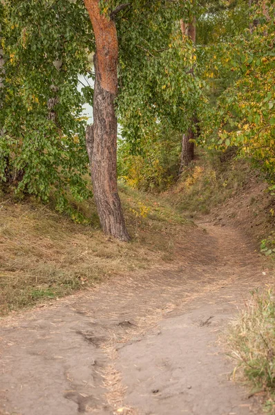 Herbstliches Laub Auf Herbstlichem Waldweg — Stockfoto
