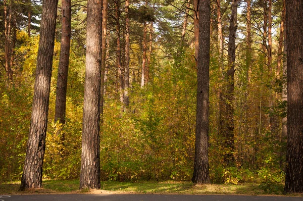 Jesienny Las Natury Żywy Ranek Kolorowym Lesie Promieniami Słońca Przez — Zdjęcie stockowe