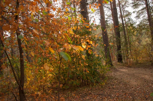 Sonbahar Orman Doğası Renkli Bir Ormanda Canlı Bir Sabah Ağaçların — Stok fotoğraf