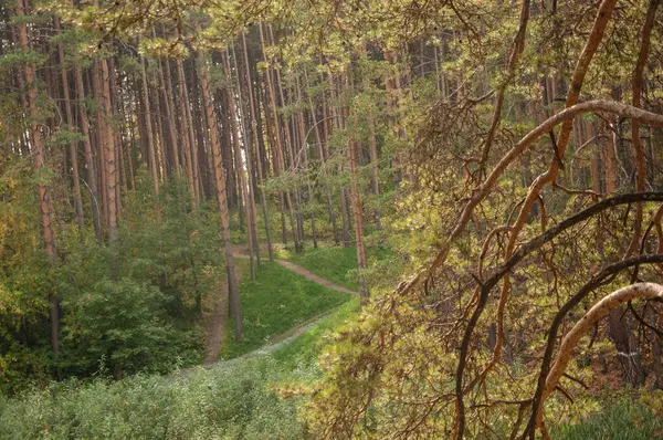Höstskogsnatur Levande Morgon Färgglad Skog Med Solstrålar Genom Grenar Träd — Stockfoto