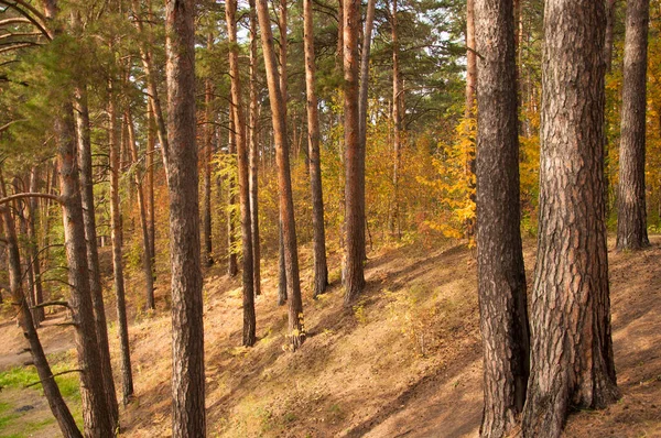 Herbstwälder Natur Lebendiger Morgen Bunten Wald Mit Sonnenstrahlen Durch Äste — Stockfoto