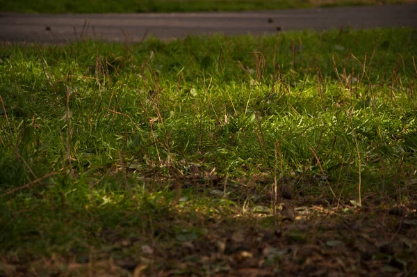 Gras Sonnenlicht Makro Mit Unschärfe — Stockfoto