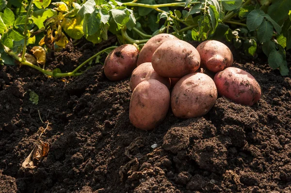 种植园生长 在田里收获新鲜的有机土豆 土豆躺在洞里的床泥里 阳光的光芒 图库图片