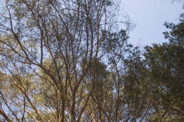 Kışın kar ve huş ağacından ormana huş ağacına beyaz huş ağacı kış ormanına