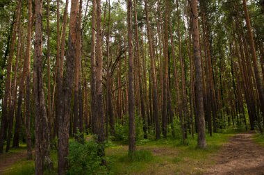 Ormanın içinden bak. Güzel doğa. Yaz taiga manzarası. Bir çam ormanında yol