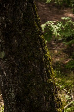 Çam kabuğunun dokusu yosun ile kaplıdır.