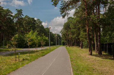 İki tarafında ağaçlar olan güzel bir yol, bir bisiklet yolu..