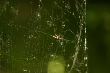 Yeşil arkaplanda örümcek ağını kapat.