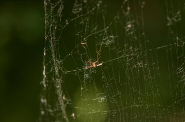 Yeşil arkaplanda örümcek ağını kapat.