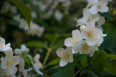 Elma ağacı çiçeği. Elma ağacı çiçekleri güneşin altında açıyor.