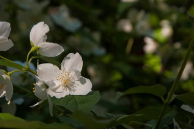 Elma ağacı çiçeği. Elma ağacı çiçekleri güneşin altında açıyor.