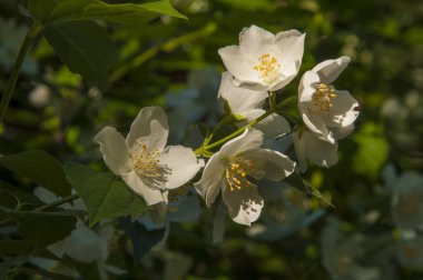 Elma ağacı çiçeği. Elma ağacı çiçekleri güneşin altında açıyor.