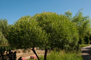 Önündeki yeşil çayırdaki yalnız ağaç.