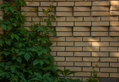 Doğal Ivy çerçeve üzerinde eski bir tuğla duvar. Kopya alanı.